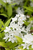 DEUTZIA GRACILIS DUNCAN CHARDONNAY PEARLS