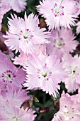 DIANTHUS GRATIANOPOLITANUS BATHS PINK