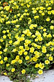 PORTULACA OLERACEA RIO YELLOW