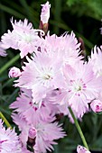 DIANTHUS GRATIANOPOLITANUS BATHS PINK