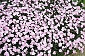 DIANTHUS GRATIANOPOLITANUS BATHS PINK