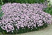 DIANTHUS GRATIANOPOLITANUS BATHS PINK