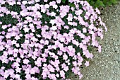 DIANTHUS GRATIANOPOLITANUS BATHS PINK