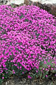 DIANTHUS GRATIANOPOLITANUS FIREWITCH