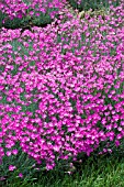 DIANTHUS GRATIANOPOLITANUS FIREWITCH