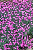 DIANTHUS GRATIANOPOLITANUS FIREWITCH