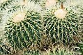 ECHINOCACTUS GRUSONII