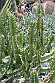 EUPHORBIA PSEUDOCACTUS