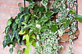 POTHOS MIXED IN WALL CONTAINER