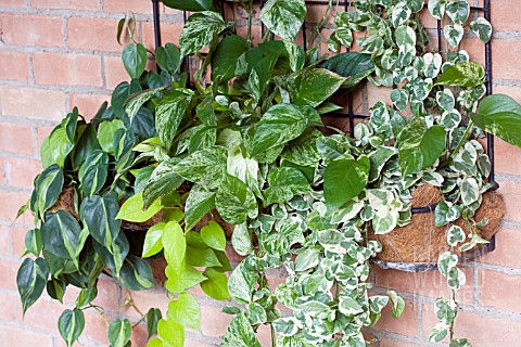 POTHOS_MIXED_IN_WALL_CONTAINER