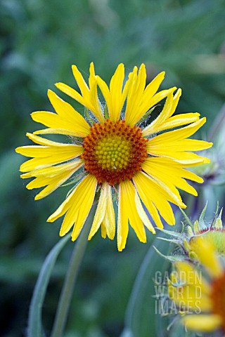 GAILLARDIA_ARISTATA_AMBER_WHEELS