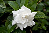 GARDENIA JASMINOIDES