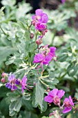 GERANIUM MACRORRHIZUM VARIEGATA