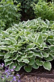 HOSTA ALBOMARGINATA