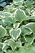 HOSTA ANTIOCH