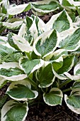 HOSTA DIANA REMEMBERED