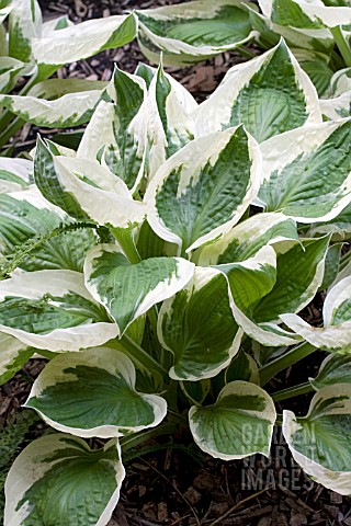 HOSTA_DIANA_REMEMBERED