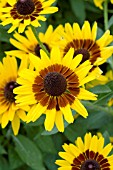 RUDBECKIA DENVER DAISY