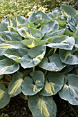 HOSTA DREAM WEAVER