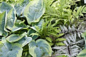 HOSTA FERN MIX