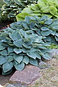 HOSTA HALCYON