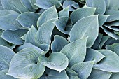 HOSTA HALCYON