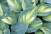 HOSTA JUNE