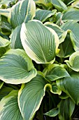 HOSTA MONTANA AUREO-MARGINATA