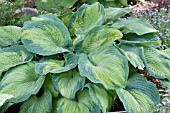 HOSTA QUEEN OF ISLIP