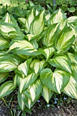 HOSTA SEA THUNDER