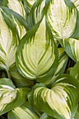 HOSTA SEA THUNDER