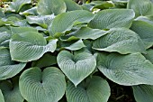 HOSTA SIEBOLDIANA MIRA