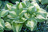 HOSTA SUMMER MUSIC