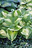 HOSTA SUMMER MUSIC