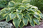 HOSTA VICTORY