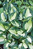 HOSTA WHIRLWIND