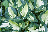 HOSTA WHIRLWIND