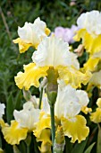 IRIS GERMANICA CITRON FROMMAGE