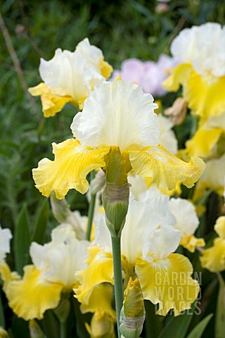 IRIS_GERMANICA_CITRON_FROMMAGE