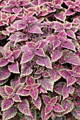 COLEUS FLORICOLOR OLD STYLE