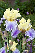 IRIS GERMANICA EDITH WOLFORD