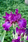 IRIS GERMANICA GYPSY ROMANCE