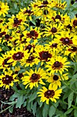 RUDBECKIA DENVER DAISY