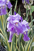 IRIS PALLIDA VARIEGATA