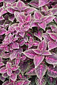 COLEUS FLORICOLOR OLD STYLE