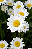 LEUCANTHEMUM VULGARE RHEINBLICK