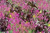 LINARIA ENCHANTMENT AND LETTUCE