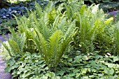 MATTEUCCIA STRUTHIOPTERIS OSTRICH FERN