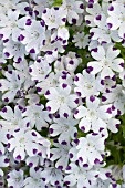 NEMOPHILA MACULATA FIVE SPOT