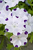 NEMOPHILA MACULATA FIVE SPOT